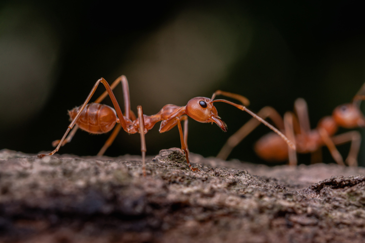 red ant in nature, macro shot, ants are an animal working teamwork