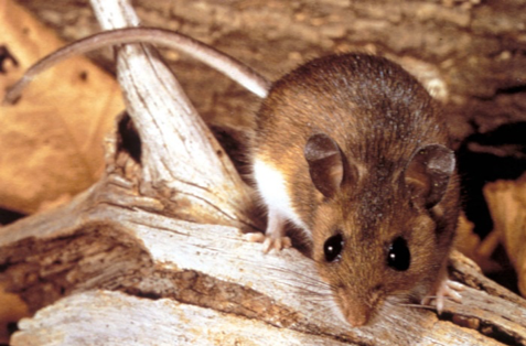 Mouse crawling of pieces of wood - keep your yard clear of mice and rodents with O'Connor in Ventura, CA