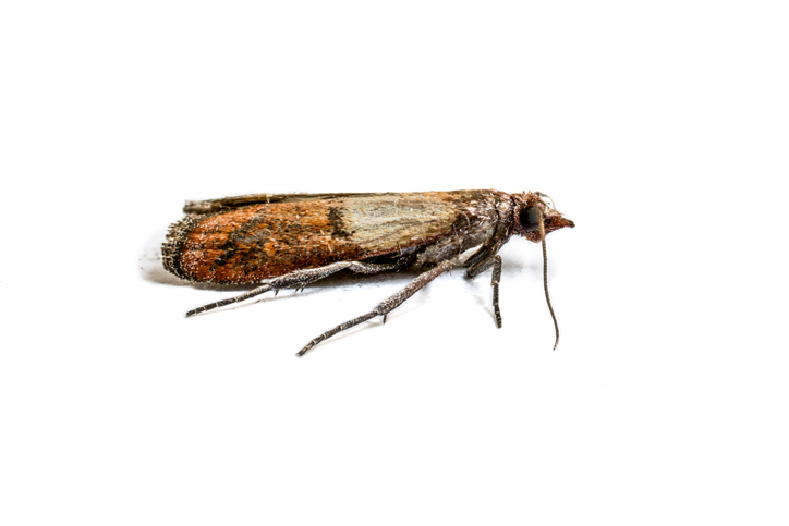 Brown cloth moth isolated on white background macro photography