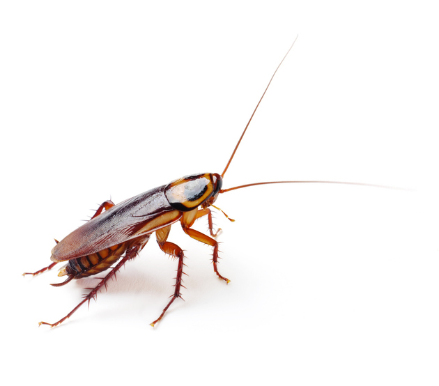 Cockroach isolated on white background