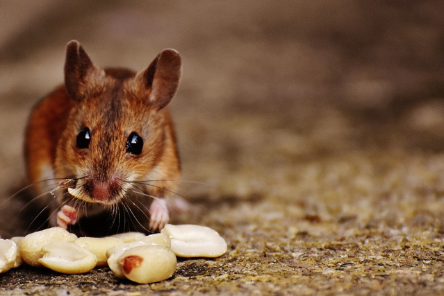 Mouse eating a pile of nuts - keep mice and rodents out of your pantry with O'Connor in Ventura, CA