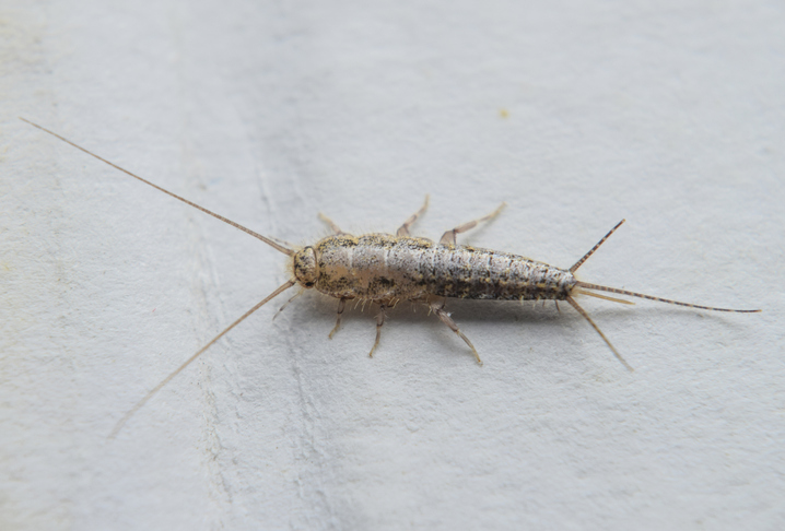 Insect feeding on paper - silverfish. Pest books and newspapers.