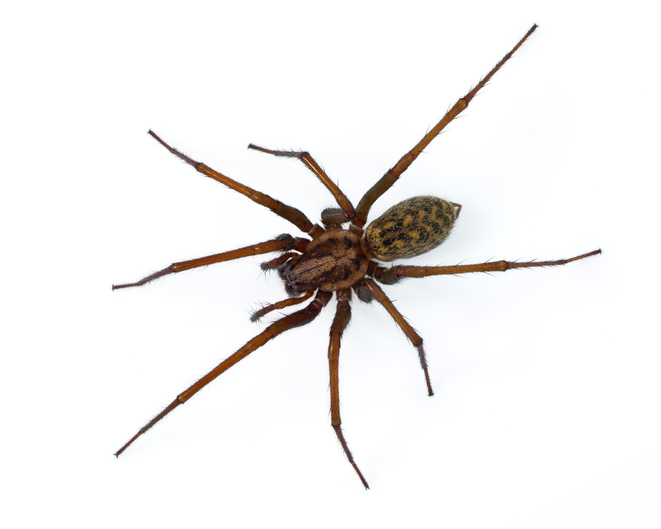 Giant scary house spider (Tegenaria domesticus) isolated on white