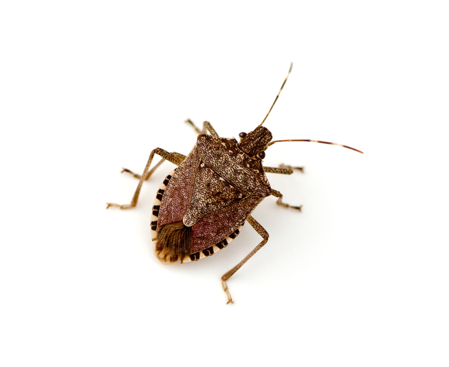 Brown Marmorated Stink Bug (Halyomorpha halys) on white background