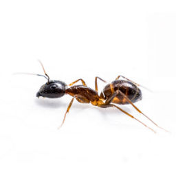 This image has an empty alt attribute; its file name is ant_services.jpg