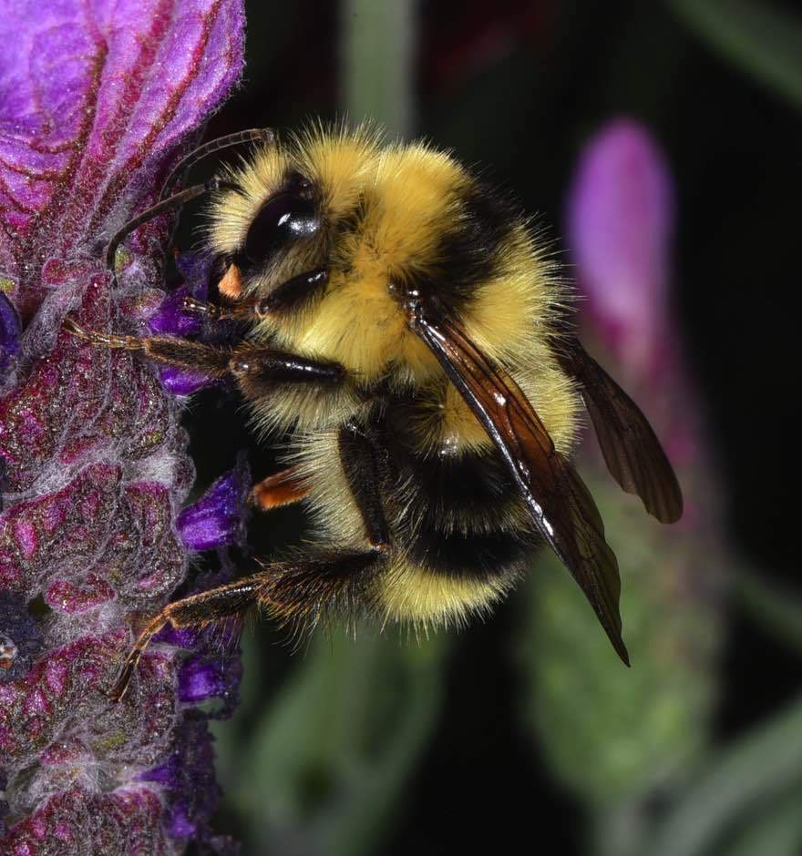 Black-tailed Bumblebee Bombus melanopygus