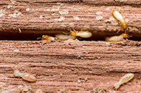 Termites crawling over wood - stop termites from damaging your home with O'Connor Pest Control in Ventura, CA