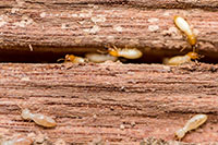 Pest Control and Extermination Services in Ventura CA