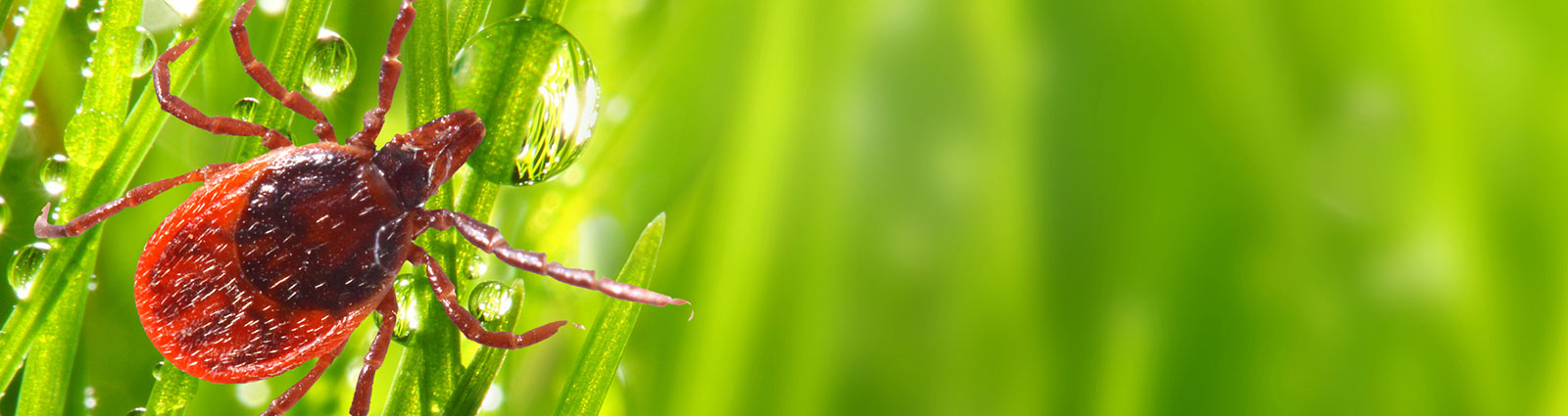 Tick on grass in California | O'Connor Pest Control