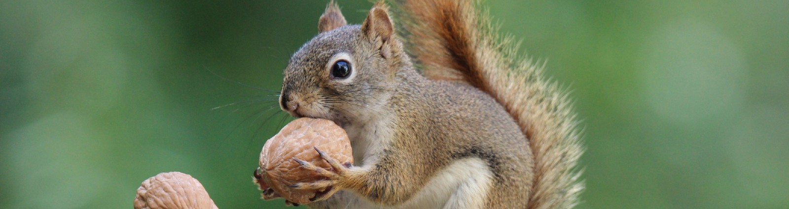 5 Signs You May Have Squirrels in Your Attic