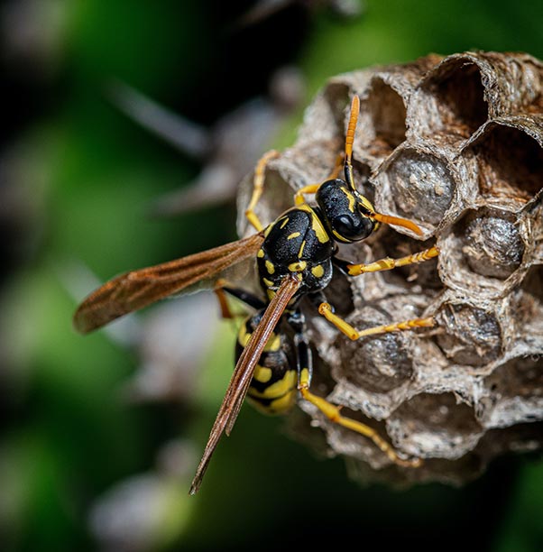 Pest Control and Extermination Services in Ventura CA