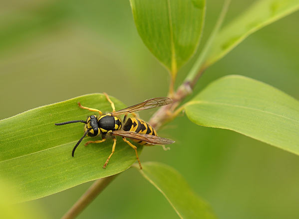 Pest Control and Extermination Services in Ventura CA