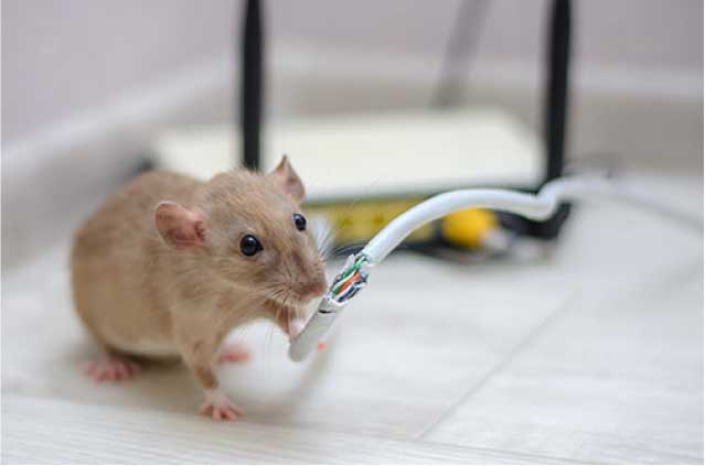 Pest Control and Extermination Services in Ventura CA