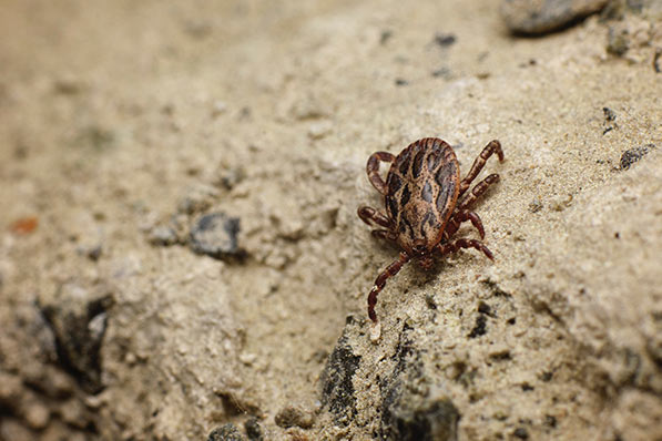 Tick on rock in California | O'Connor Pest Control