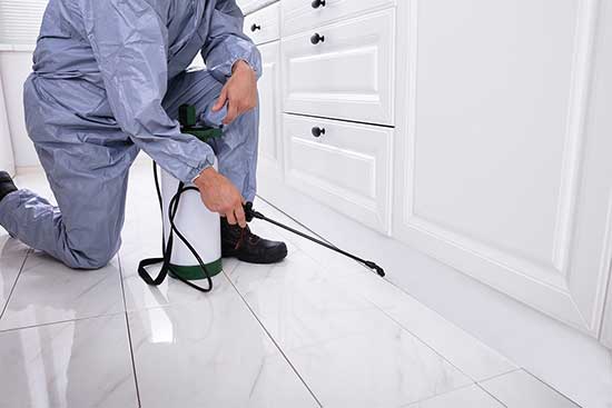 Pest Control and Extermination Services in Ventura CA