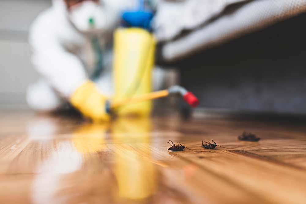 Pest Control and Extermination Services in Ventura CA