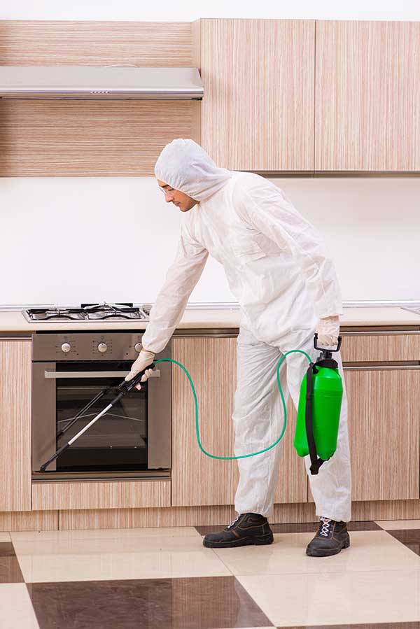 Pest Control and Extermination Services in Ventura CA