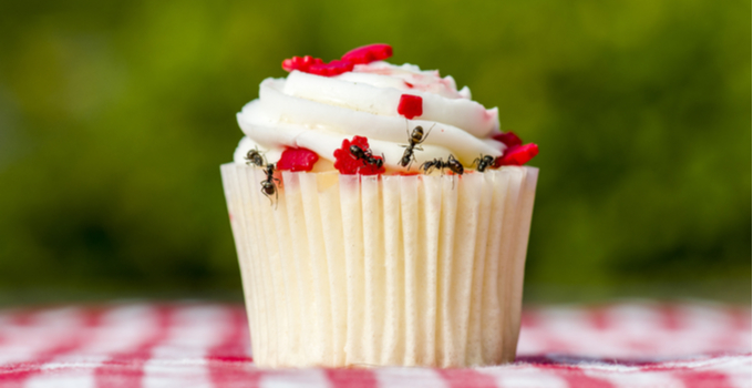 cupcake with ants