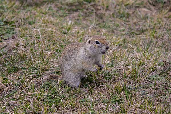 Pest Control and Extermination Services in Ventura CA