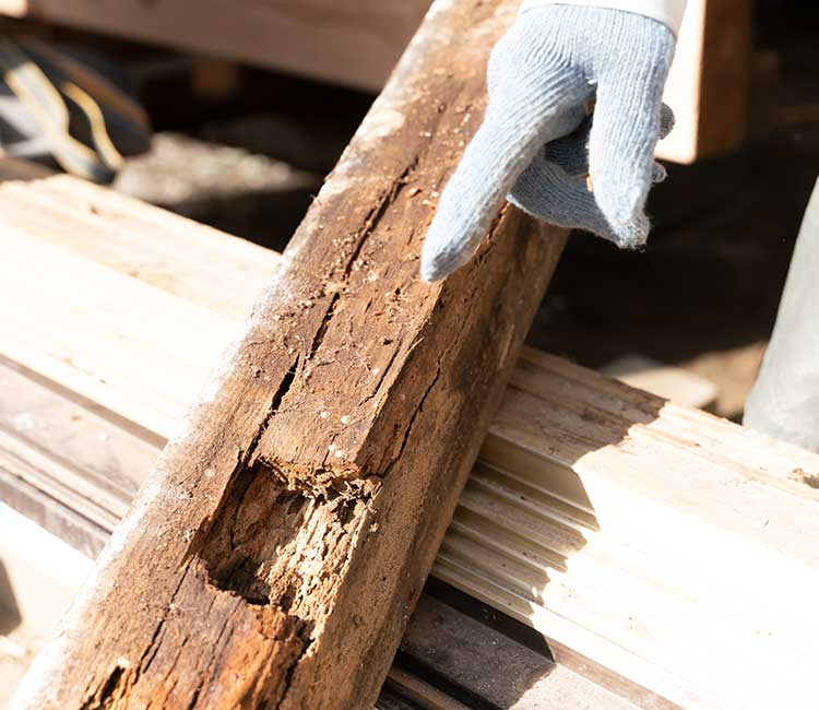 termite inspection