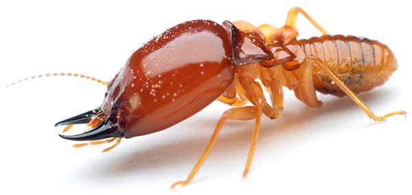 Pest Control and Extermination Services in Ventura CA