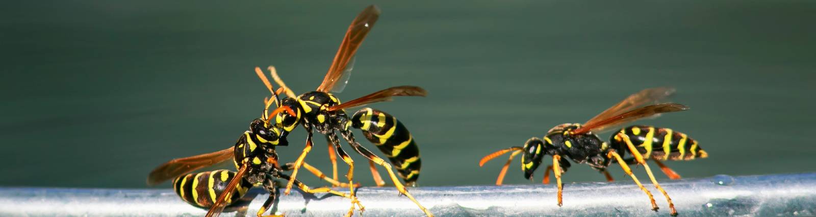 Three wasps on metal