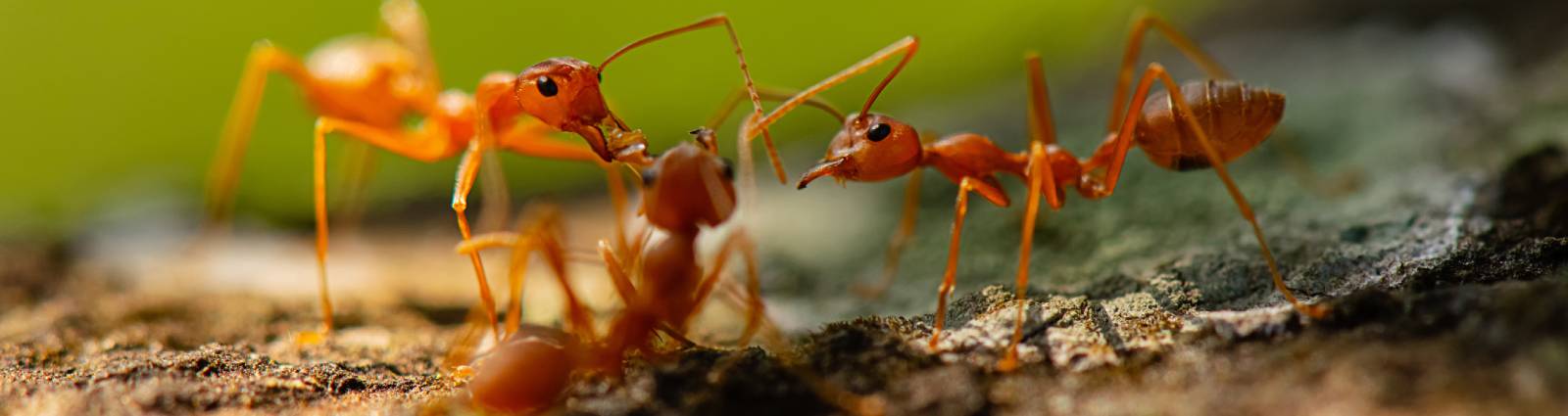 Ants in California | What eats ants | OConnor Pest Control
