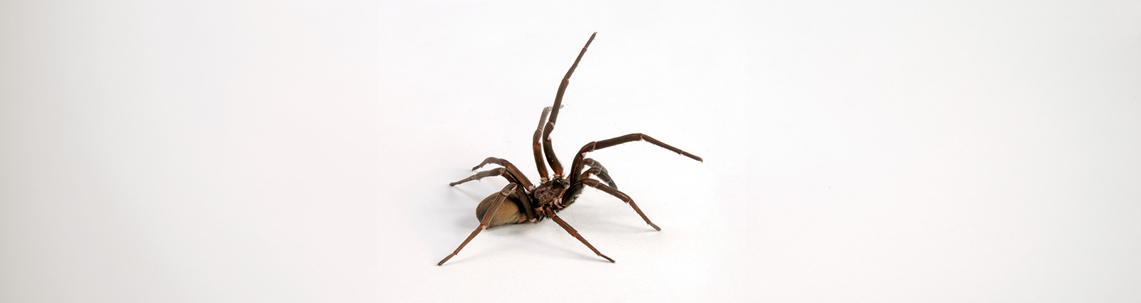 Spider on floor | O'Connor Pest Control
