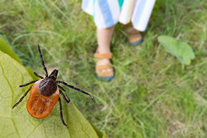 tick in yard in California | O'Connor Pest Control