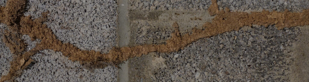 termite mud tubes on wall