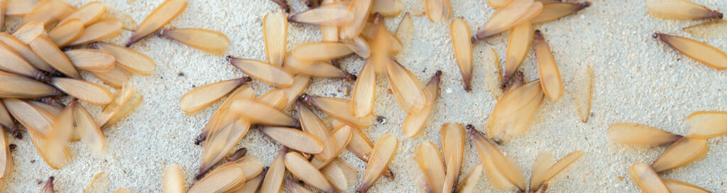 winged termite on cement floor